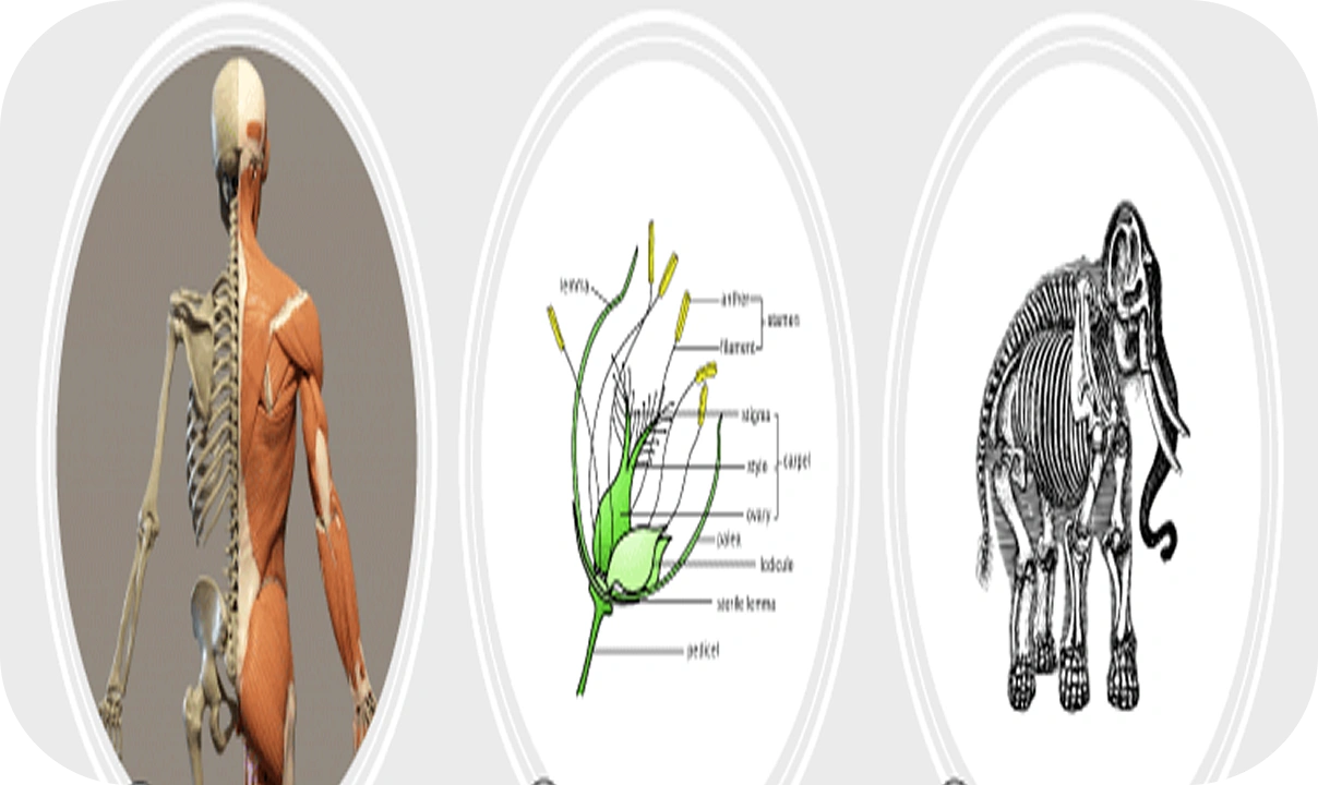 Anatomy